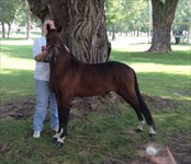 Ranger 2012 Congress Res. Champion & National ALL STARS Champion & Grand Champion Classic Country Pleasure Driving Stakes