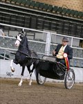 Sully winning 2015 Congress Res. Champion Modern Country Pleasure Driving Stake