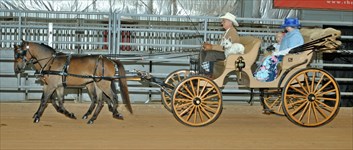 Benny & Issy Classic Carriage Driving Turnout Class, Daffodil Dandy Show 4.2019 