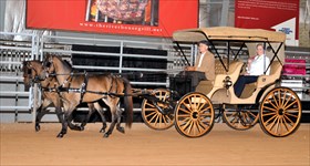 Benny & Issy Classic Carriage Multiple Hitch Driving, Daffodil Dandy 4.2019
