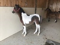 CH Bonanza 4 month old weanling started halter breaking