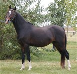 Dun-Haven Revelation, Sully’s sire