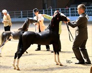 Sully 2013 Congress Champion at 1st show ever! and then made Res. Grand Champion MP Stallion!