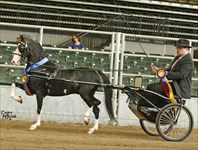 Sully 2016 Congress Modern Country Pleasure Driving Stakes Champion