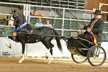 Sully 2016 Congress Grand Champion Modern Country Pleasure Driving Stakes