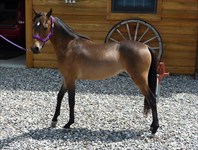 CH Mustang Sally, as a yearling 