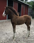 Look at the beautiful deep mahogany blood bay color this colt is changing to! 
