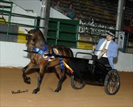Rocky 2010 Congress Pleasure Driving Stakes Gr. Champion