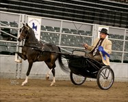 Jacob, 3 yr. old, 2014 Congress Champion Modern Formal Driving Jr. Pony 