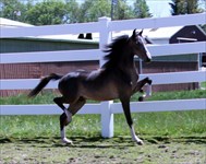 Jacob as a yearling before any training