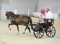 2023 Congress MP Carriage Driving Champion driven by Ella