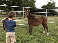 Wilk Yes Its True w 5 yr. old grandson Drake as a weanling