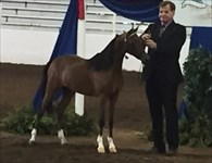 True as a yearling at 2017 Congress