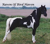 Raven of Bird Haven (HOF) Double Superior Sire