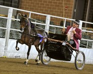 Grace 2012 Congress Champion & National ALL STARS Champion & Grand Champion Mod. Country Pleasure Driving Stakes