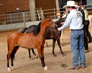 CH Uptown Girl shown by Brody winning 2016 Congress  3rd place of 17 in Youth (13-17 yrs. old) Halter class