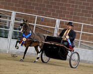 Rachel 2013 Congress Grand Champion Modern Pleasure Driving Stakes and 2013 National Mod. Pleas. Driving PONY OF THE YEAR