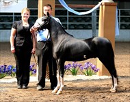 Sully 2014 Congress Res. Champion 2 yr. old MP Stallion