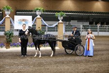 Sully wins 2015 Congress Modern Country Pleasure Open & Stakes Res. Champion