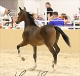 Barron