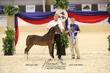 CH A True Barron 2026 Congress MP Junior Champion Stallion