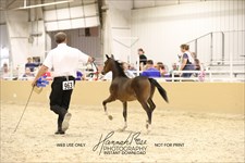 CH A True Barron 2026 Congress MP Junior Champion Stallion