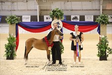 Melania 2026 Congress Grand Champion Modern Pleasure Mare