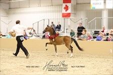 Melania 2026 Congress Yearling Grand Champion Modern Pleasure Mare