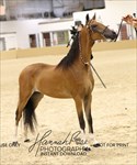 Melania 2026 Congress Yearling Junior Champion Modern Pleasure Mare
