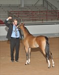 Melania 2026 Area 5 Show Modern Pleasure Grand Champion Mare