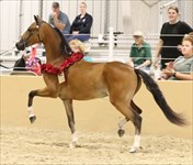Melania 2026 Congress Grand Champion Modern Pleasure Mare