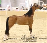 Melania 2026 Congress Grand Champion Modern Pleasure Mare