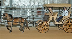 Benny & Issy Classic Carriage Multiple Hitch Driving, Daffodil Dandy 4.2019
