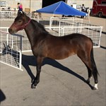 CH Hot Topic as a yearling at Weber County Fair Pony Show in Ogden, Utah w grandaughter Jana August, 2016