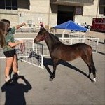 CH Hot Topic as a yearling at Weber County Fair Pony Show in Ogden, Utah w grandaughter Jana August, 2016