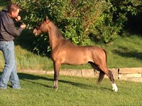 CH Asher as a yearling