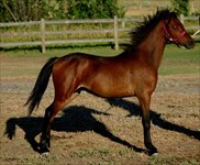 CH Issachar as a yearling