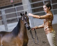Sally shown by Jana in 2015 Congress Youth Halter