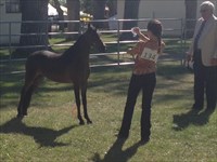 Jana showing Sally in Supreme Champion class, Great Falls, MT August 2015