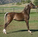 CH Reuben as a yearling