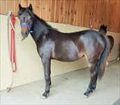 Jubilee as a yearling