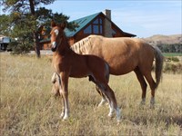 Lance as a newborn foal