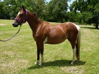 CH Texas Gal as yearling