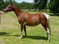 CH Texas Gal as yearling