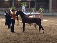Jana showing Ranger in Youth Halter class at 2015 Congress