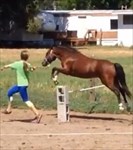 Jana practicing Ranger's jumping for the Montana State Fair show