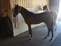 CH Uptown Girl as a yearling