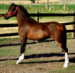 CH Zebulon as a yearling