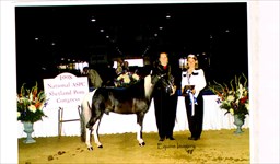 Mickey & Cheryl 1998 Congress Champion Stallion Owned & Shown by Amateur
