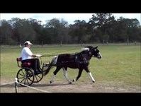 Cheryl driving Mickey in CDE competition match 2013
